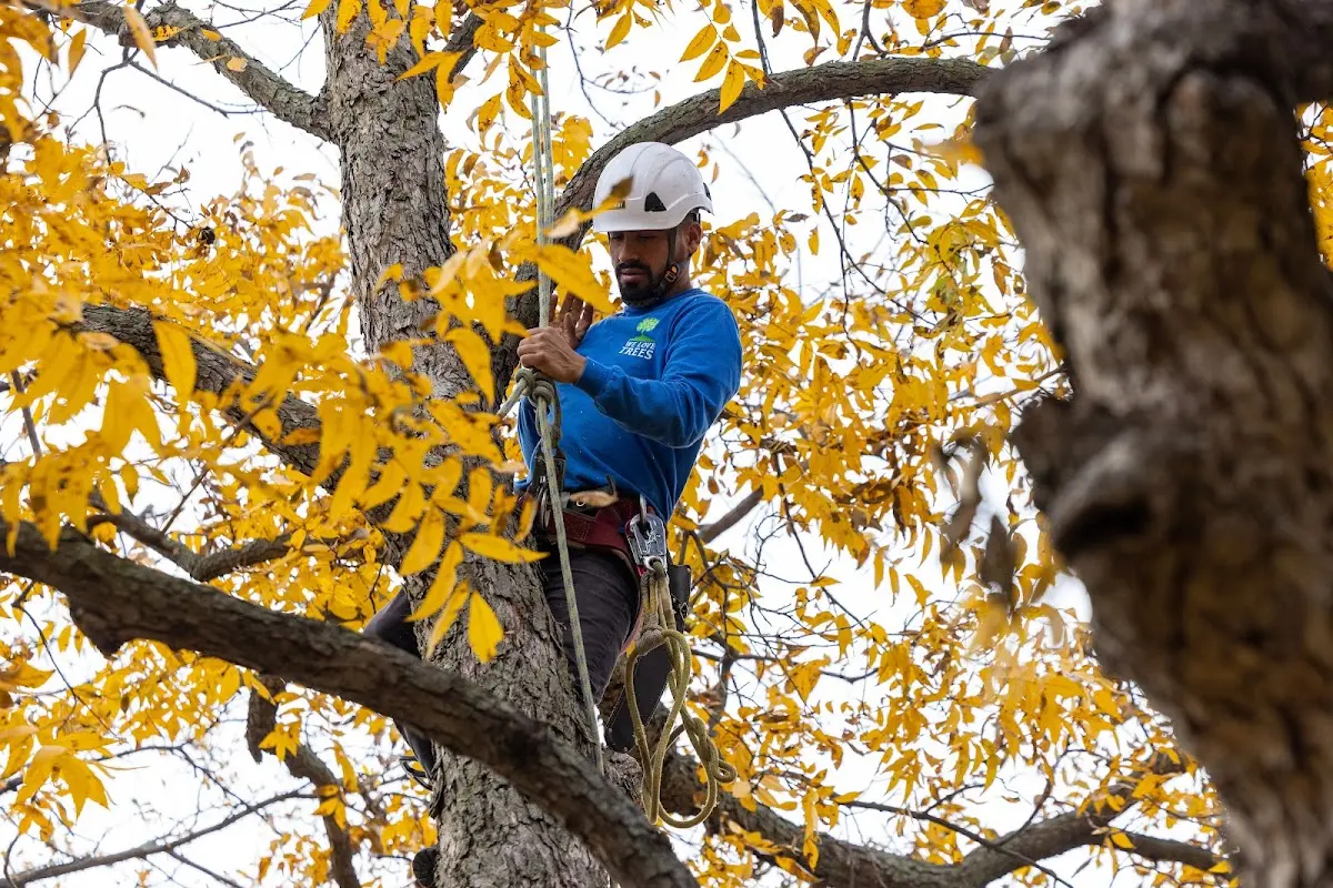 Skilled Tree Trimming crew working in Crabtree